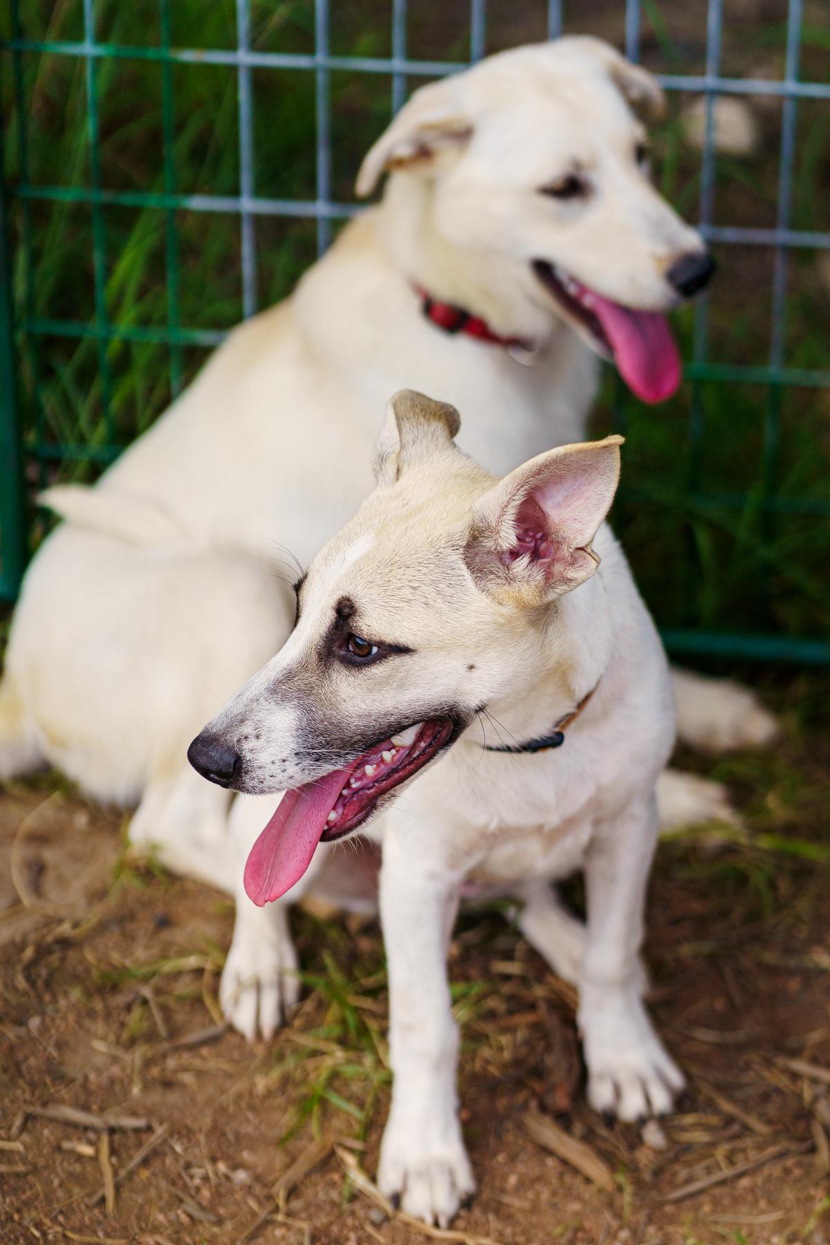 Enlarge Desiree, a Adoptable mixed breed in LAMPASAS, TX image 6/6