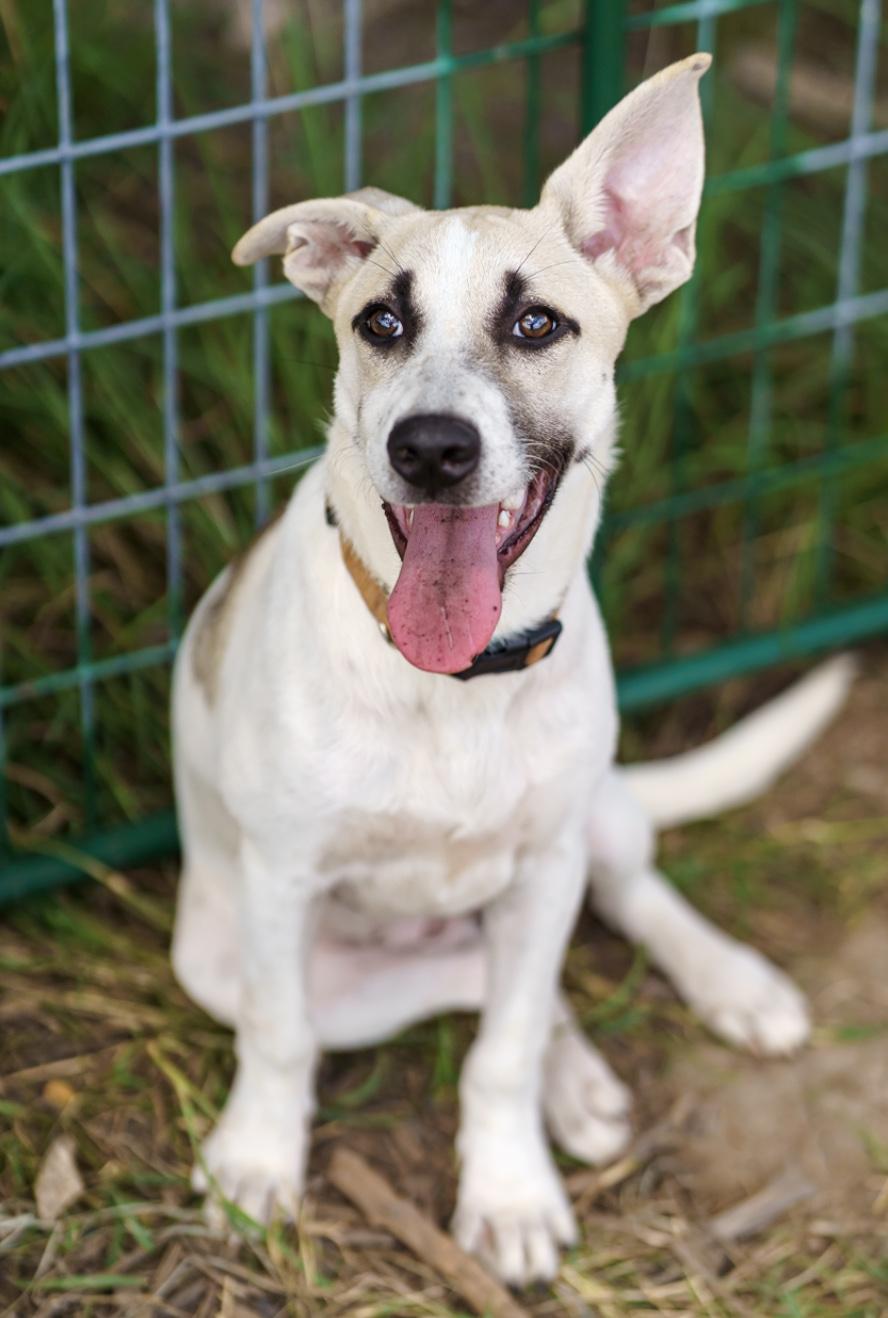 Enlarge Desiree, a Adoptable mixed breed in LAMPASAS, TX image 3/6