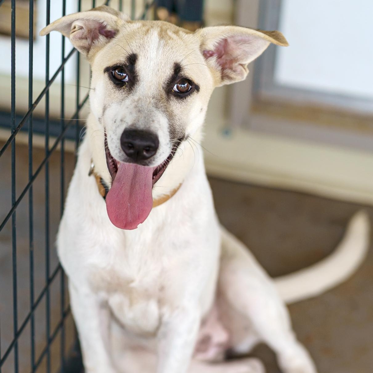 Enlarge Desiree, a Adoptable mixed breed in LAMPASAS, TX image 2/6