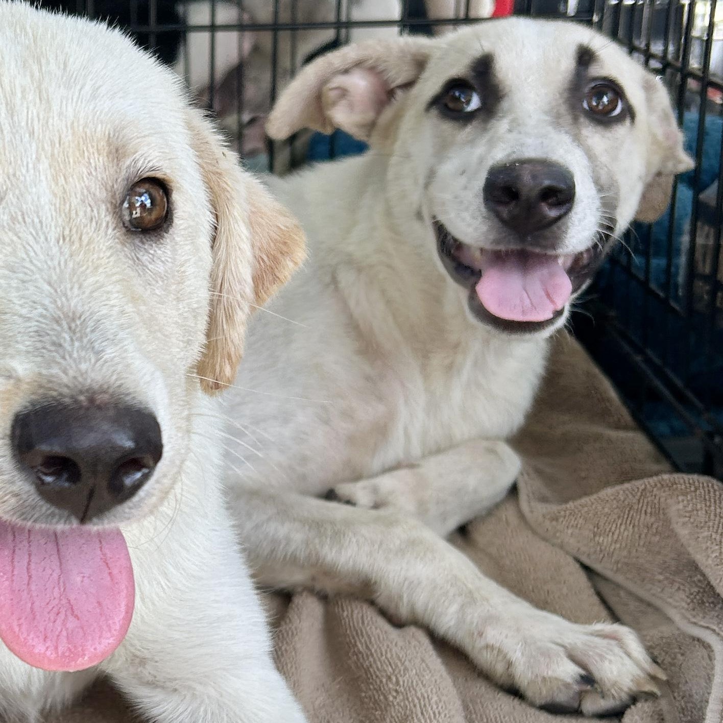 Enlarge Desiree, a Adoptable mixed breed in LAMPASAS, TX image 5/6