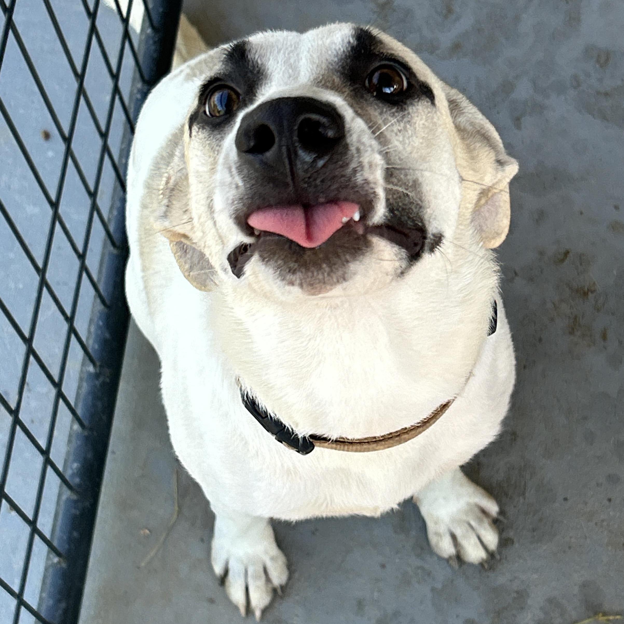 Enlarge Desiree, a Adoptable mixed breed in LAMPASAS, TX image 1/6