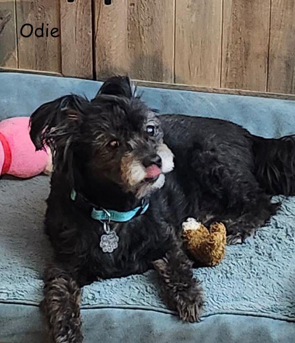 Angel & Odie, a Adoptable mixed breed in Jacksonville, FL image 1/2