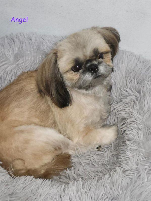 Angel & Odie, a Adoptable mixed breed in Jacksonville, FL image 2/2