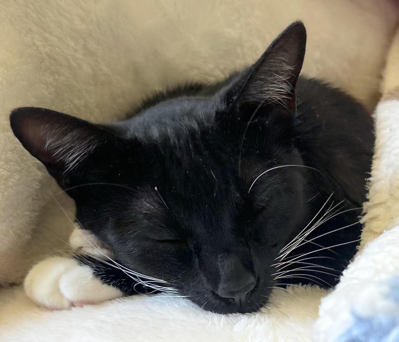 Bella - cuddly companion, Adoptable, Young Female Tuxedo & Domestic Short Hair.
