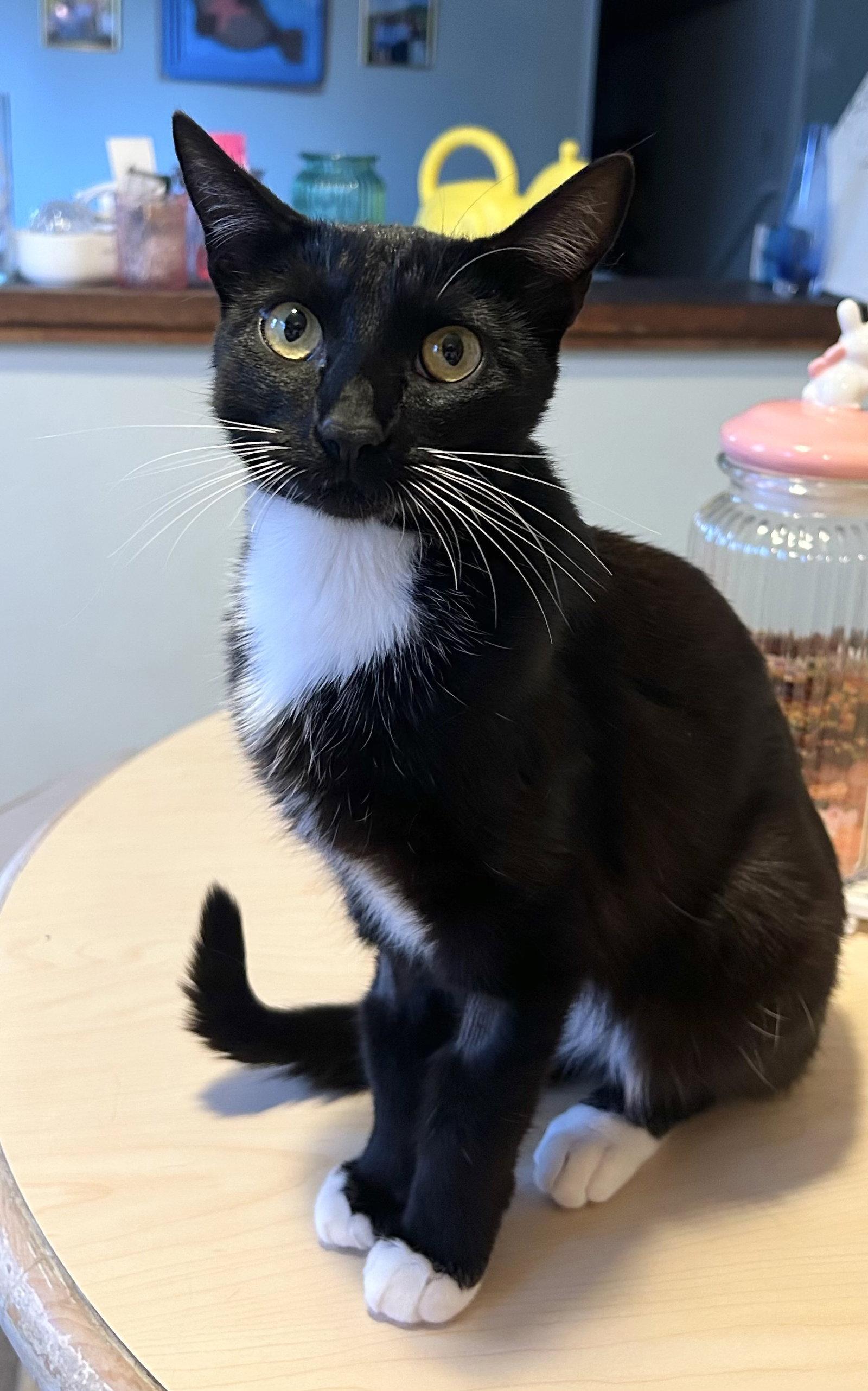 Bella - cuddly companion, a Adoptable mixed breed in San Luis Obispo, CA image 2/2