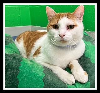 AMBROSE, Adoptable, Adult Male Domestic Short Hair.