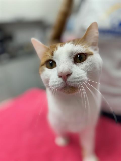 Enlarge AMBROSE, a Adoptable Domestic Short Hair in Peoria, IL image 1/1