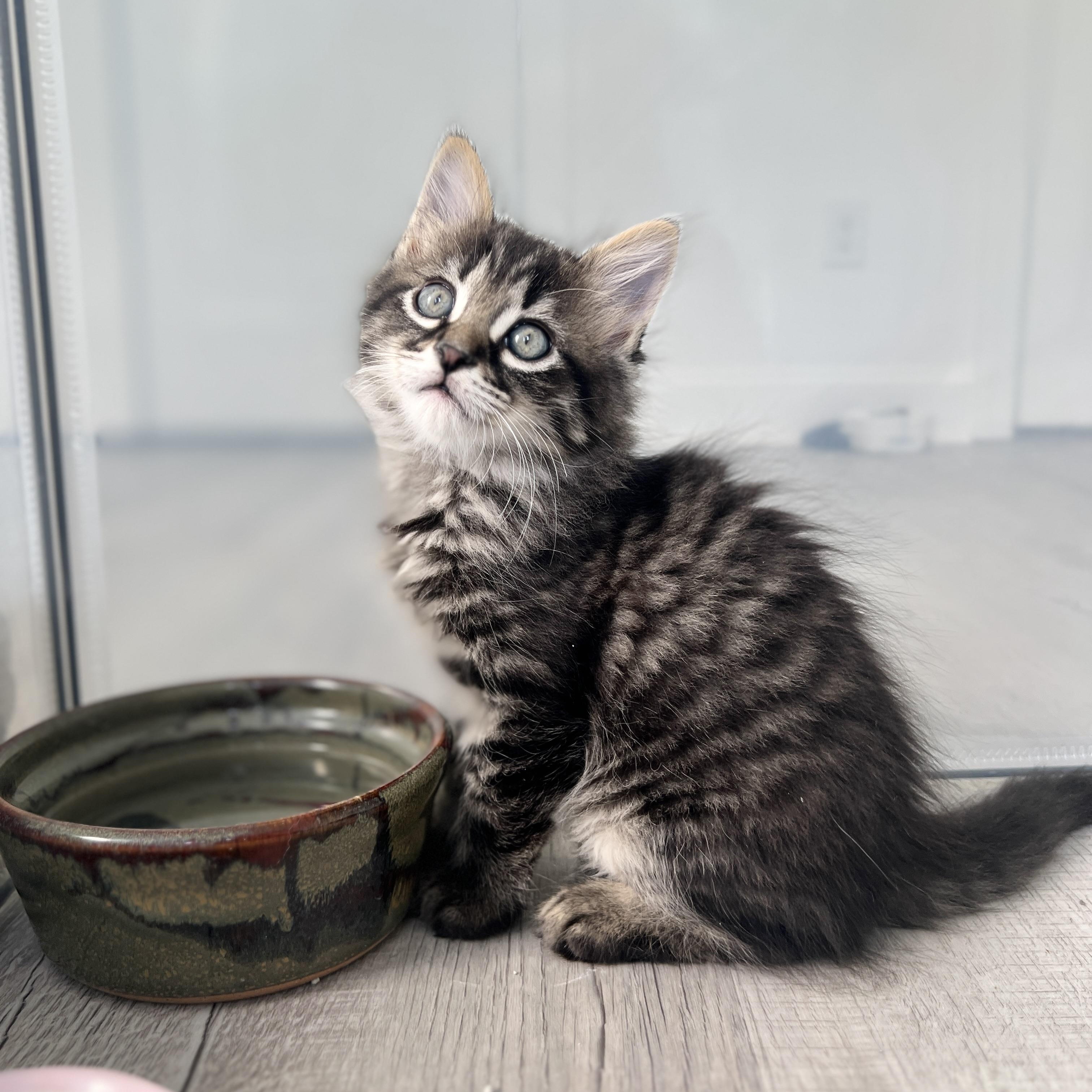 Enlarge Mayer, an adopted Domestic Long Hair in New Bern, NC image 2/5