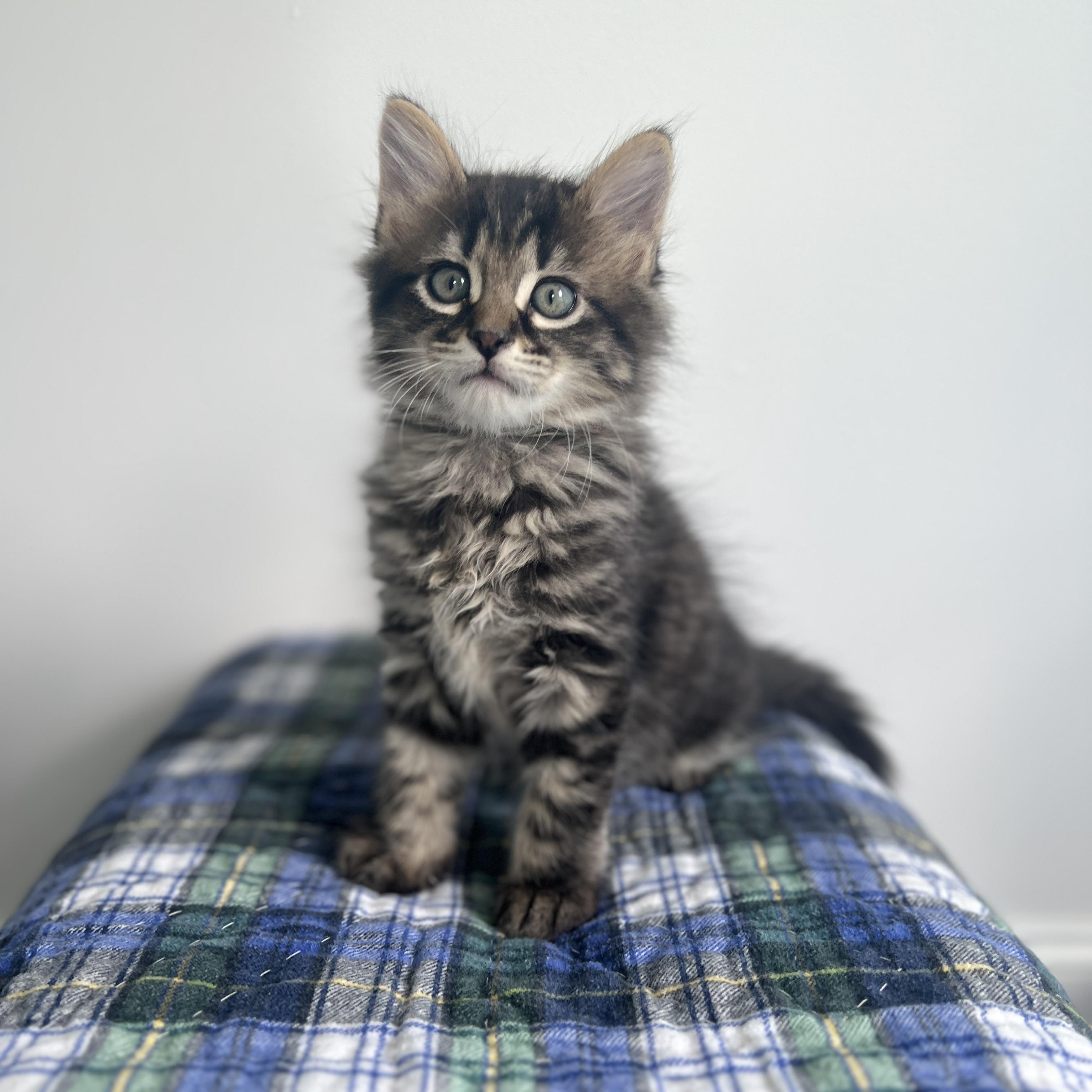 Enlarge Mayer, an adopted Domestic Long Hair in New Bern, NC image 1/5