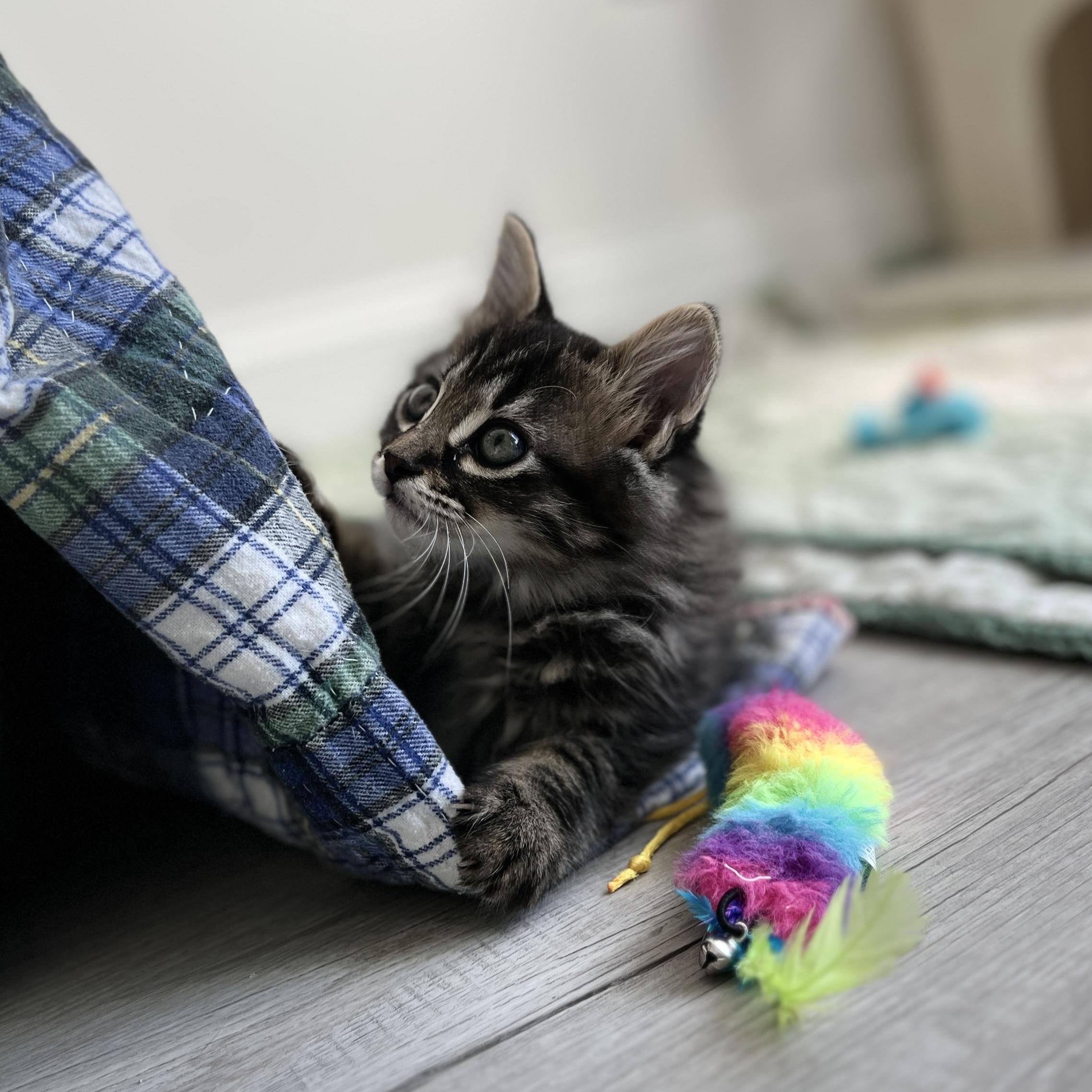 Enlarge Mayer, an adopted Domestic Long Hair in New Bern, NC image 4/5