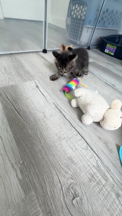 Enlarge Mayer, an adopted Domestic Long Hair in New Bern, NC video 5/5