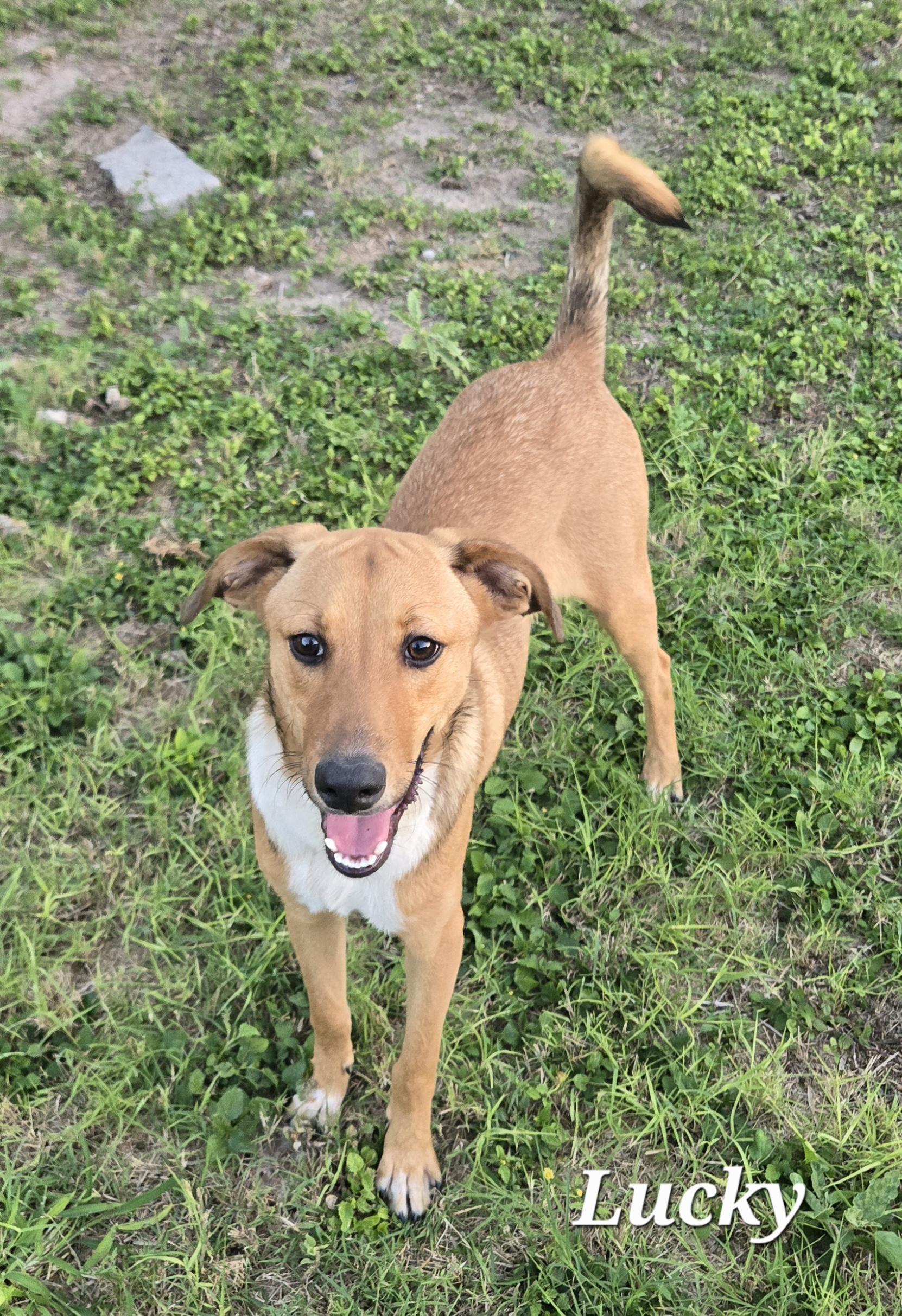 Lucky , Adoptable, Young Male Shepherd.