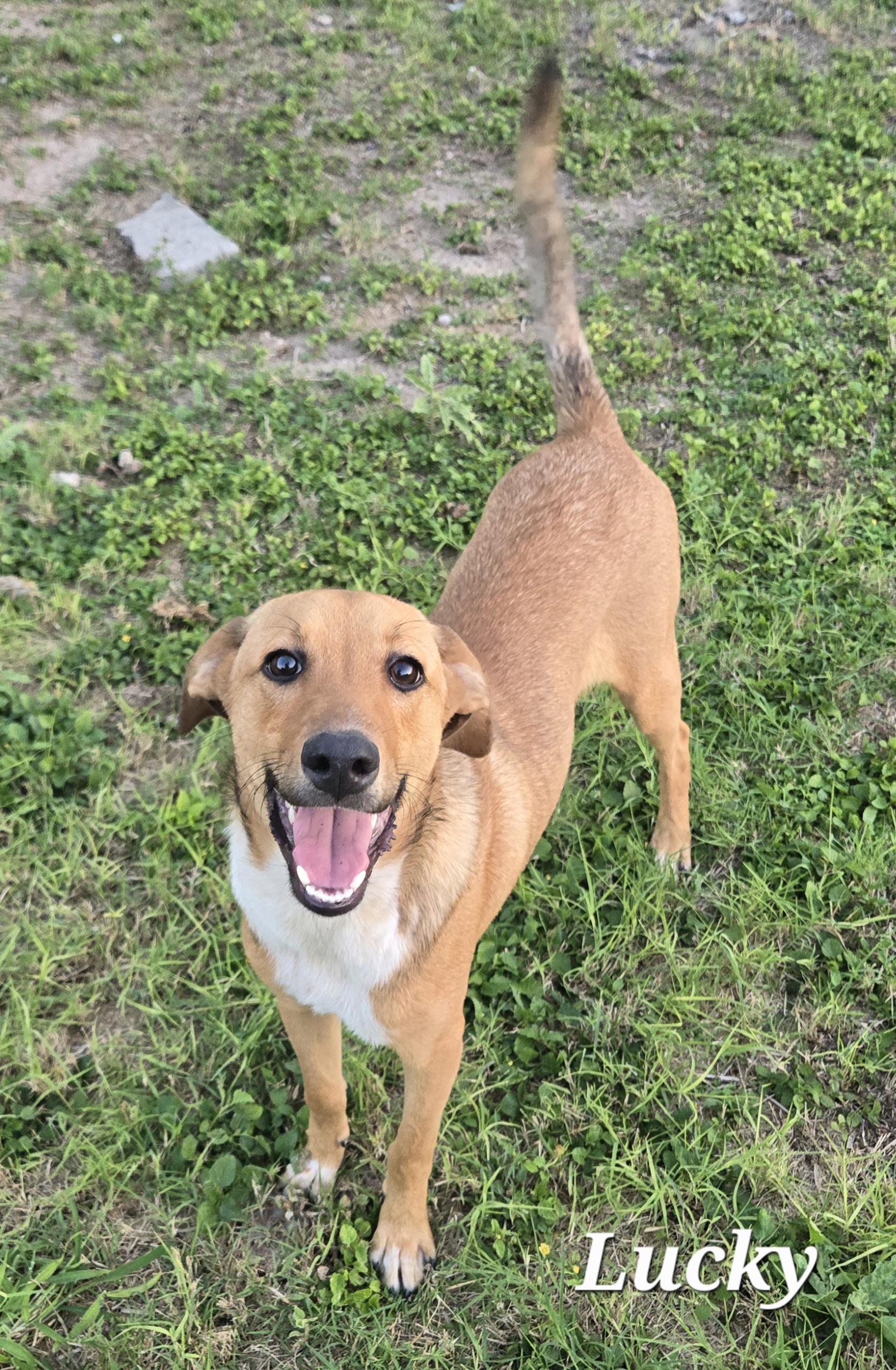 Enlarge Lucky , a Adoptable mixed breed in Corpus Christi, TX image 2/2