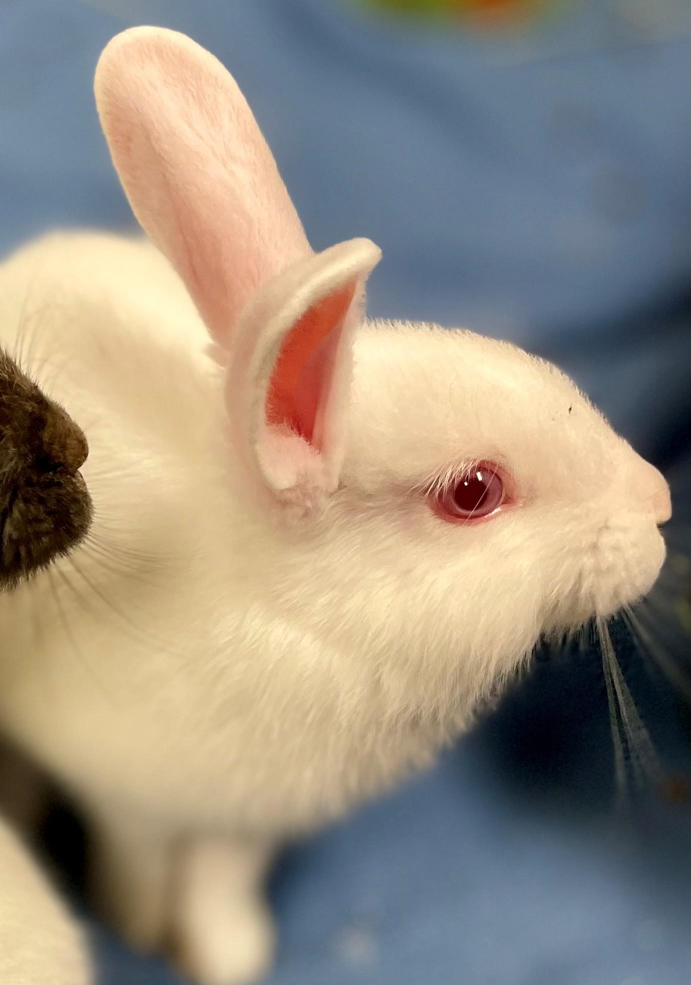 Enlarge Holden, a Adoptable mixed breed in Hamilton, ON image 4/6