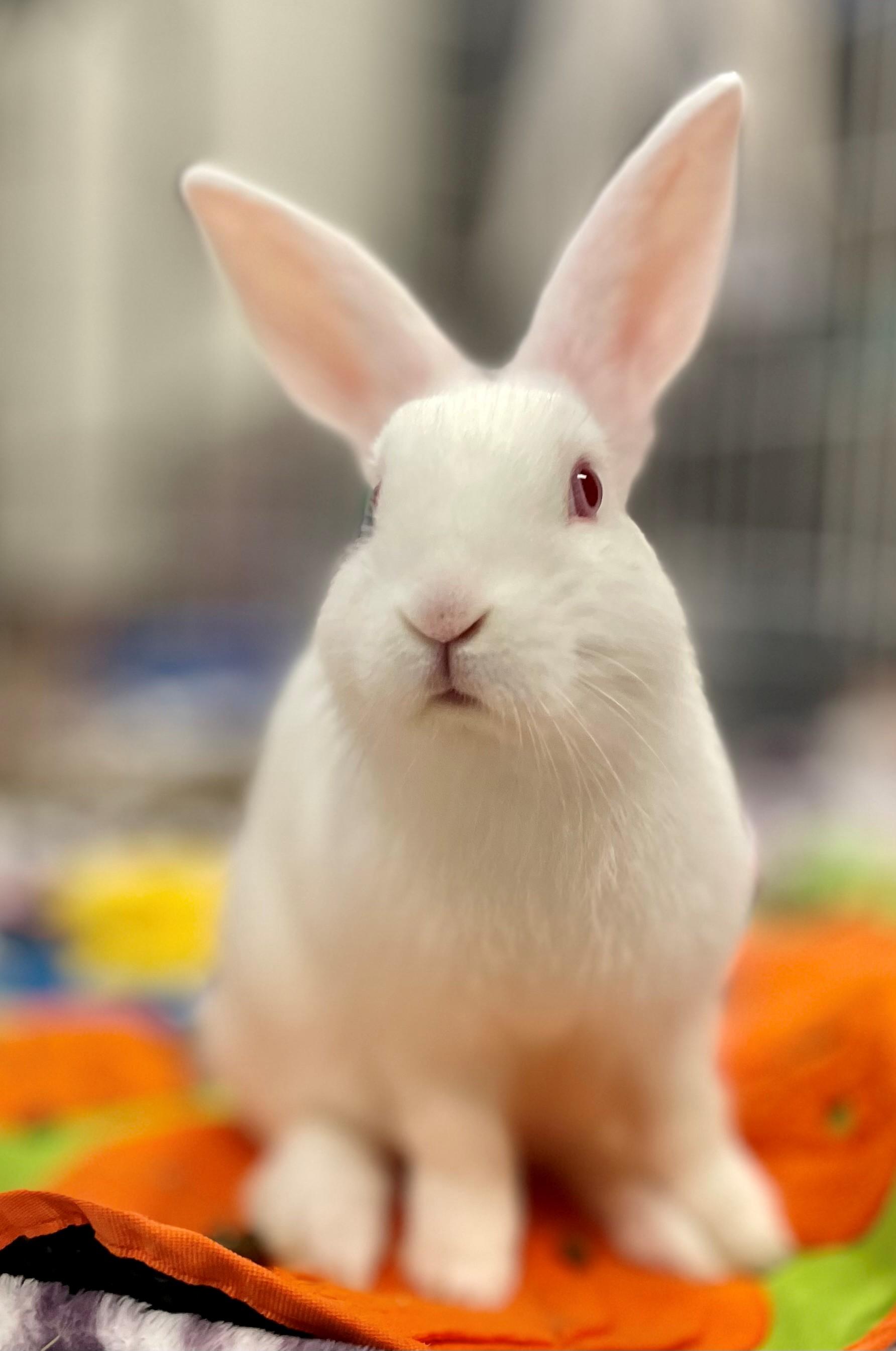 Enlarge Holden, a Adoptable mixed breed in Hamilton, ON image 5/6