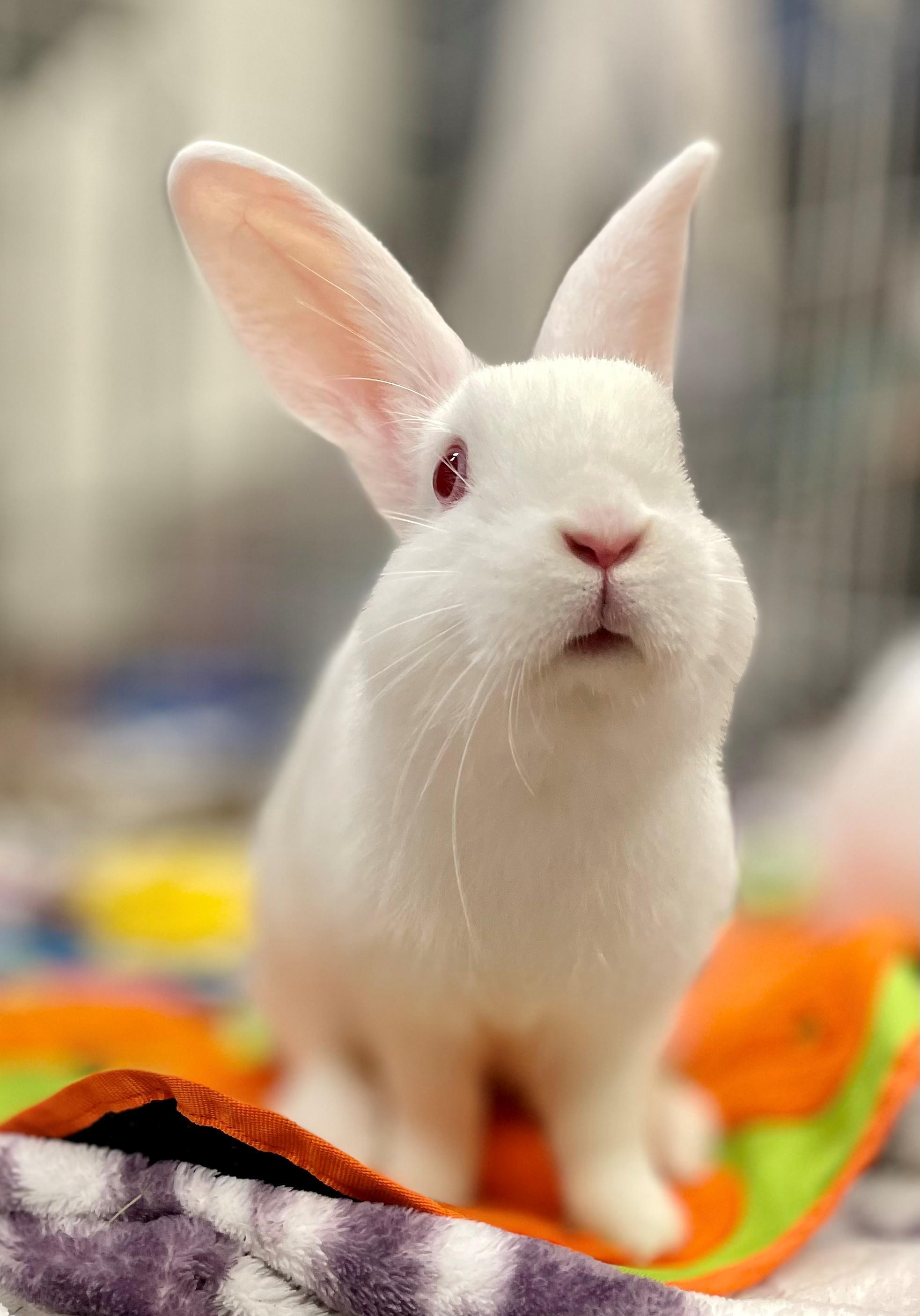 Holden, Adoptable, Young Male American.