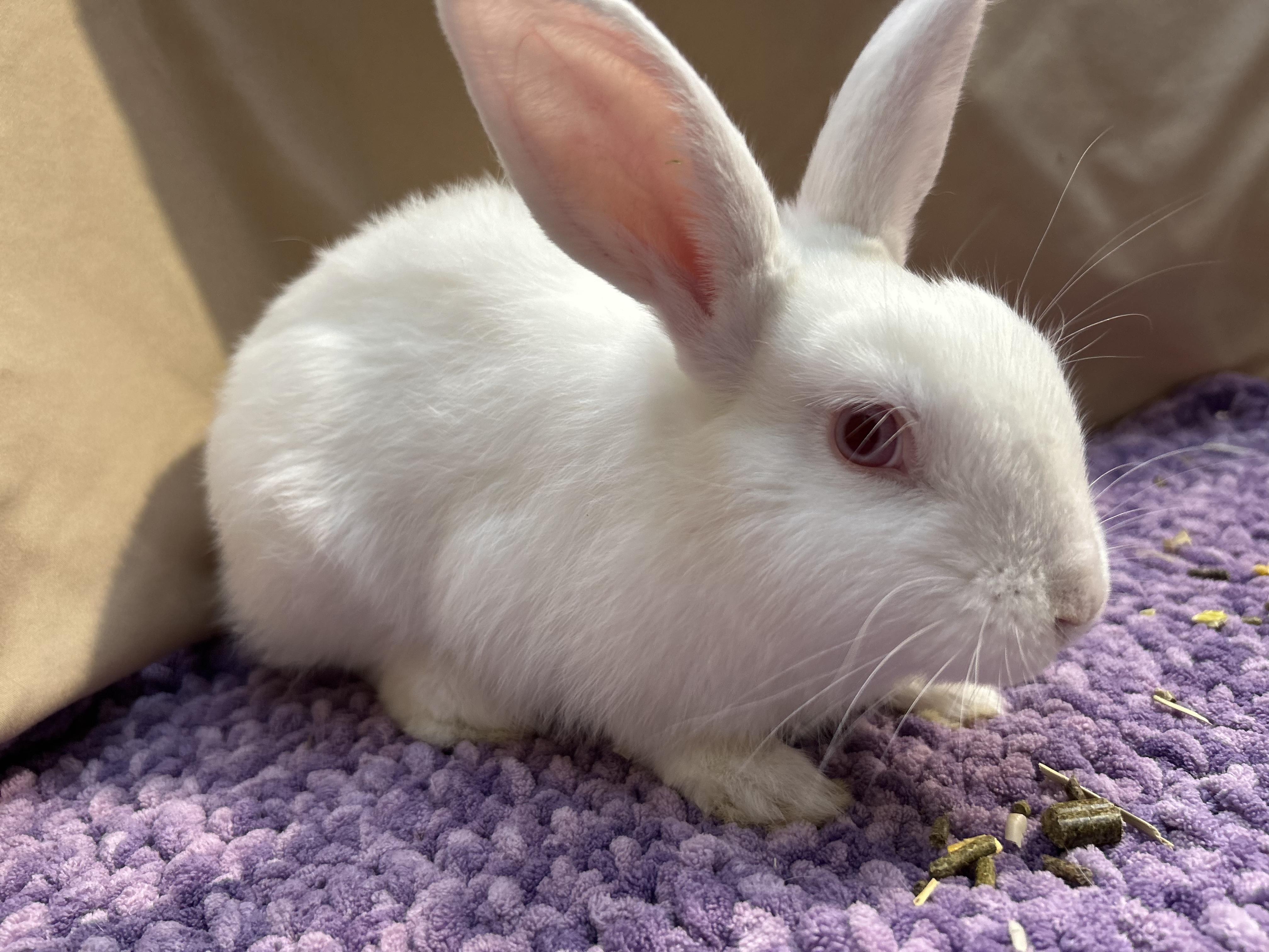 Enlarge Holden, a Adoptable mixed breed in Hamilton, ON image 2/6