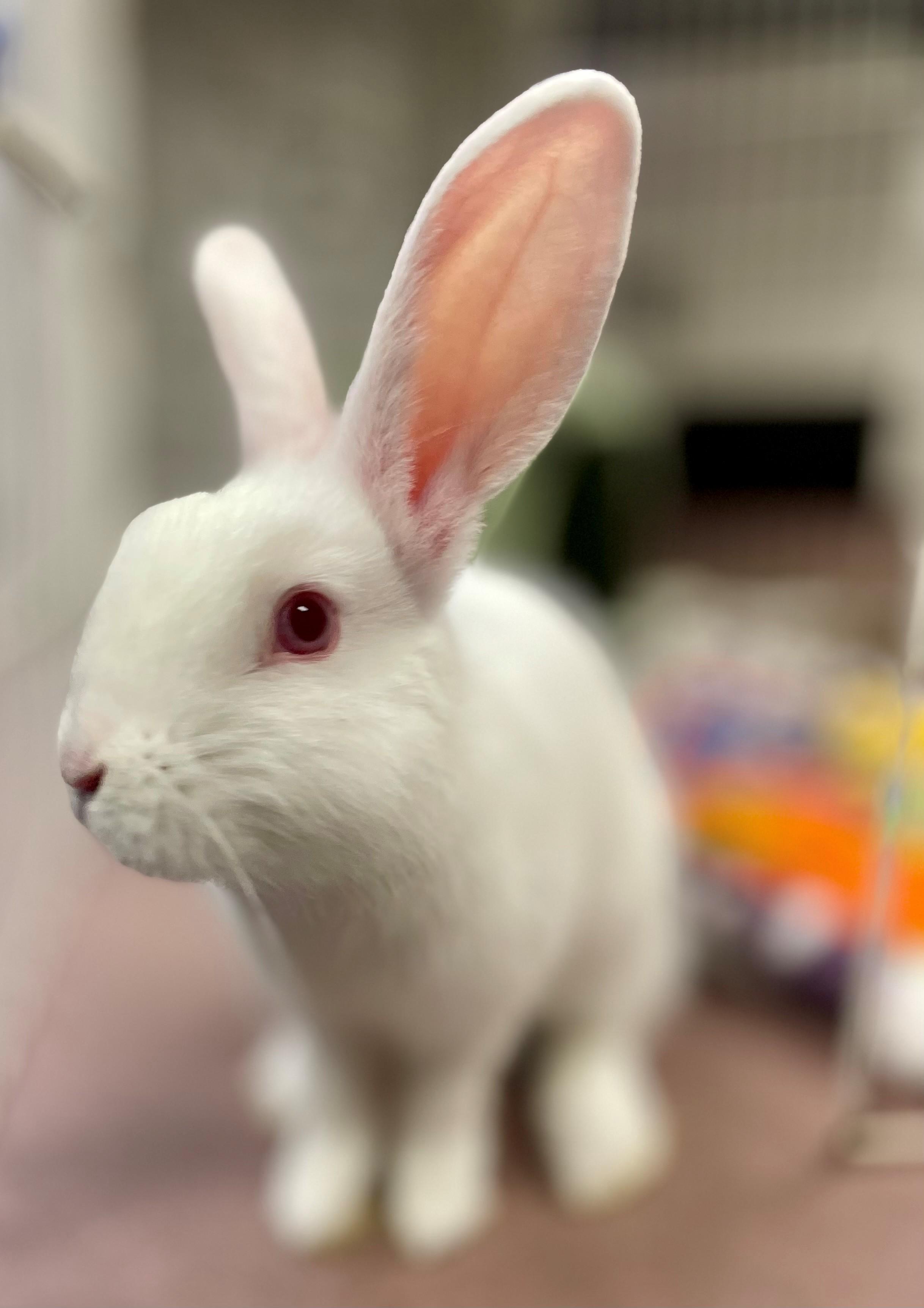 Enlarge Holden, a Adoptable mixed breed in Hamilton, ON image 6/6