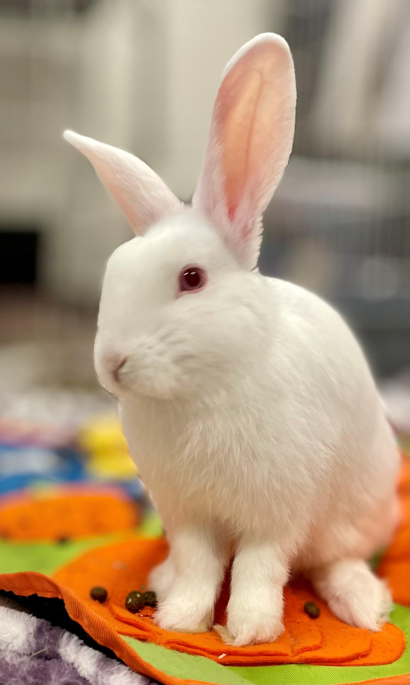 Enlarge Holden, a Adoptable mixed breed in Hamilton, ON image 3/6