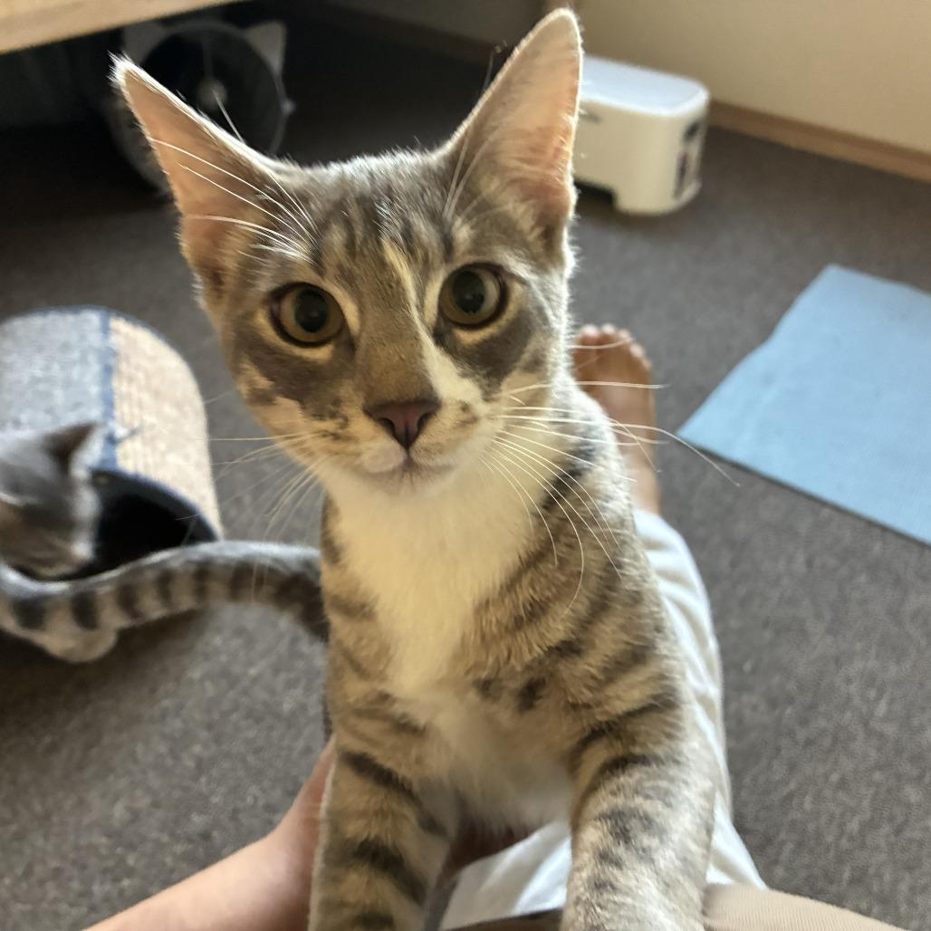 Enlarge Bon Bon, a Adoptable Domestic Short Hair in Washougal, WA image 1/6