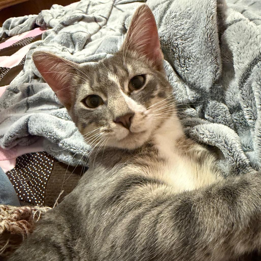 Enlarge Bon Bon, a Adoptable Domestic Short Hair in Washougal, WA image 2/6