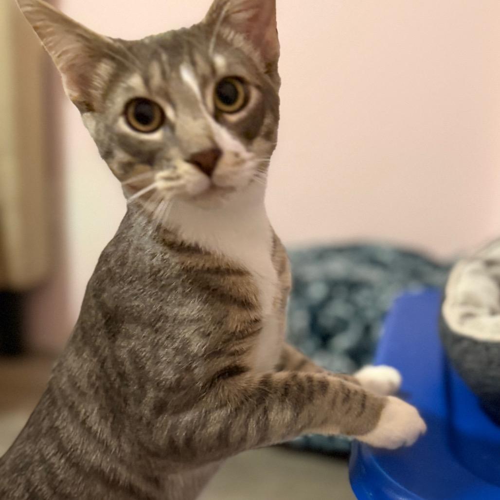 Enlarge Bon Bon, a Adoptable Domestic Short Hair in Washougal, WA image 3/6