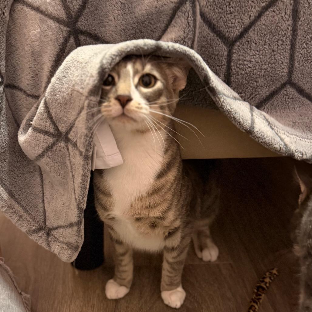 Enlarge Bon Bon, a Adoptable Domestic Short Hair in Washougal, WA image 4/6