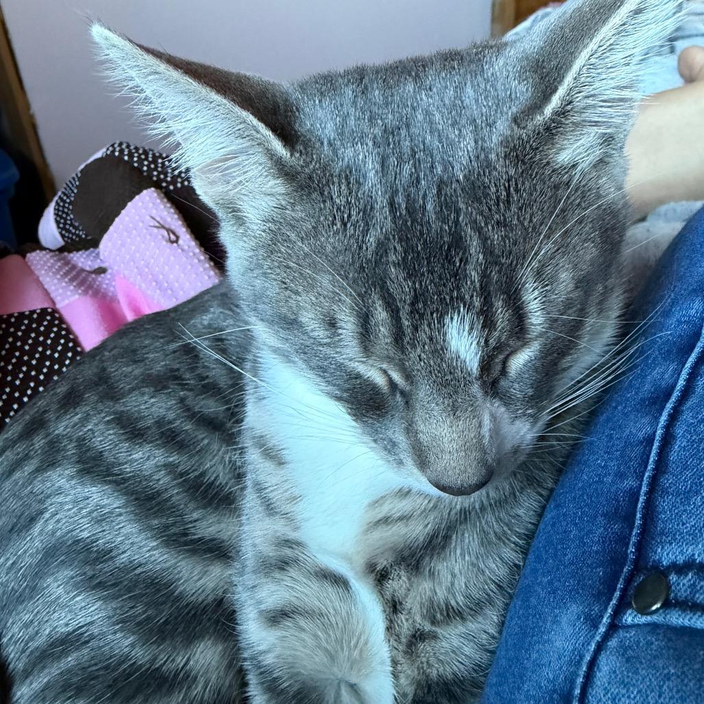 Enlarge Bon Bon, a Adoptable Domestic Short Hair in Washougal, WA image 5/6