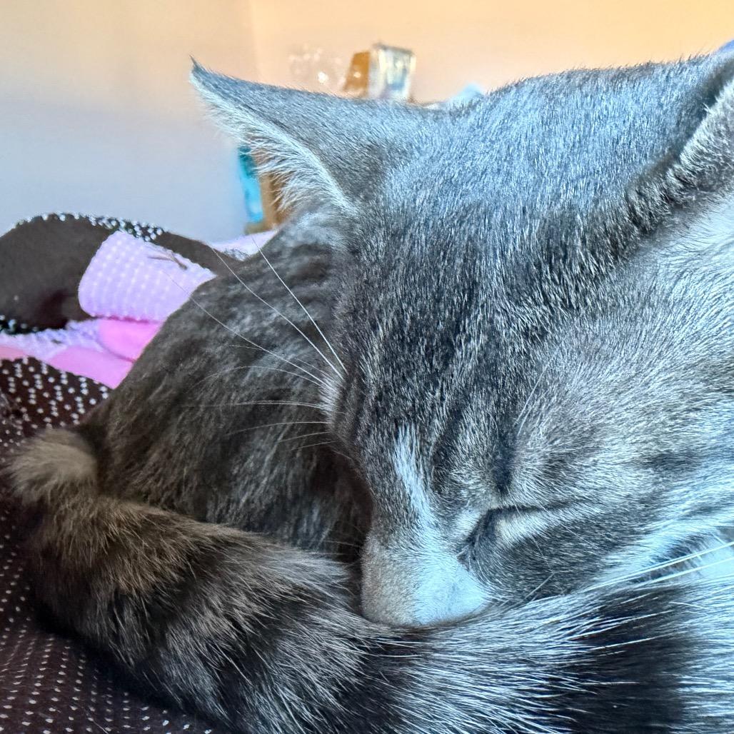 Enlarge Bon Bon, a Adoptable Domestic Short Hair in Washougal, WA image 6/6