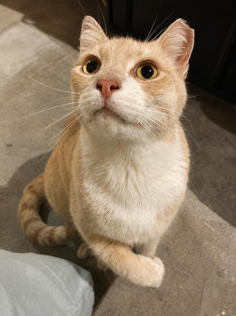 Handsome Harry, Adoptable, Adult Male Domestic Short Hair.