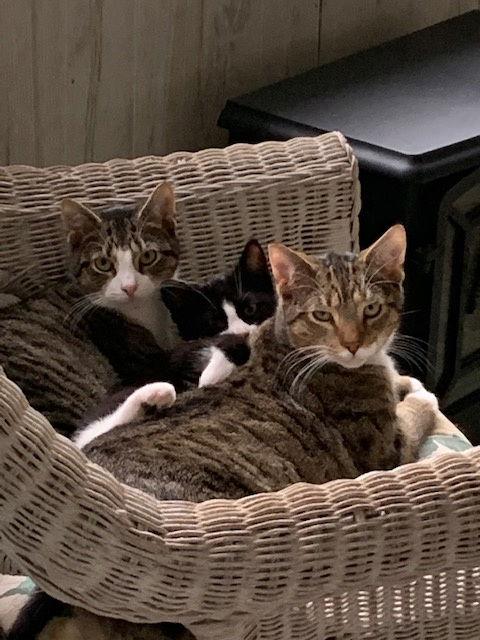 Marty, Adoptable, Adult Male Domestic Short Hair.