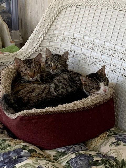 Marty, a Adoptable Domestic Short Hair in Ocean Pines, MD image 2/2