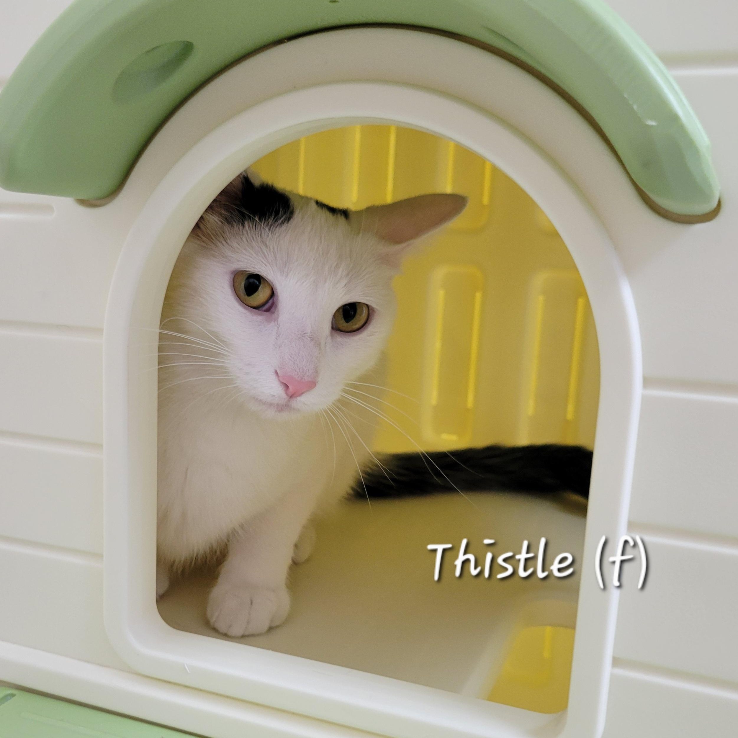 Thistle, Adoptable, Young Female Domestic Short Hair.