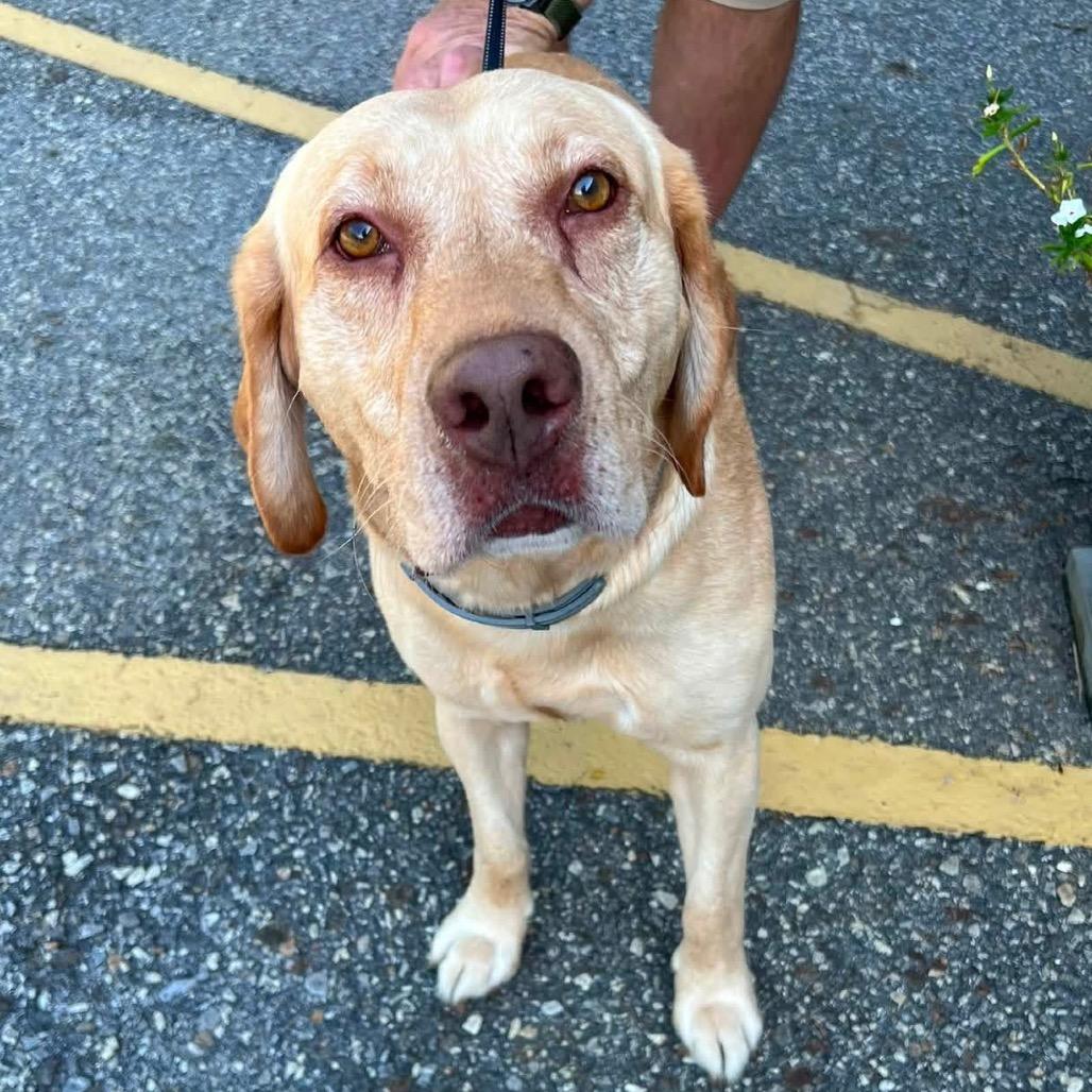 Enlarge Frank, a Adoptable Yellow Labrador Retriever in Blairsville, GA image 1/1