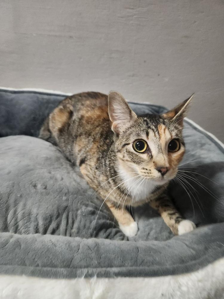 Enlarge ARABELLA, a Adoptable mixed breed in Lexington, TN image 1/1