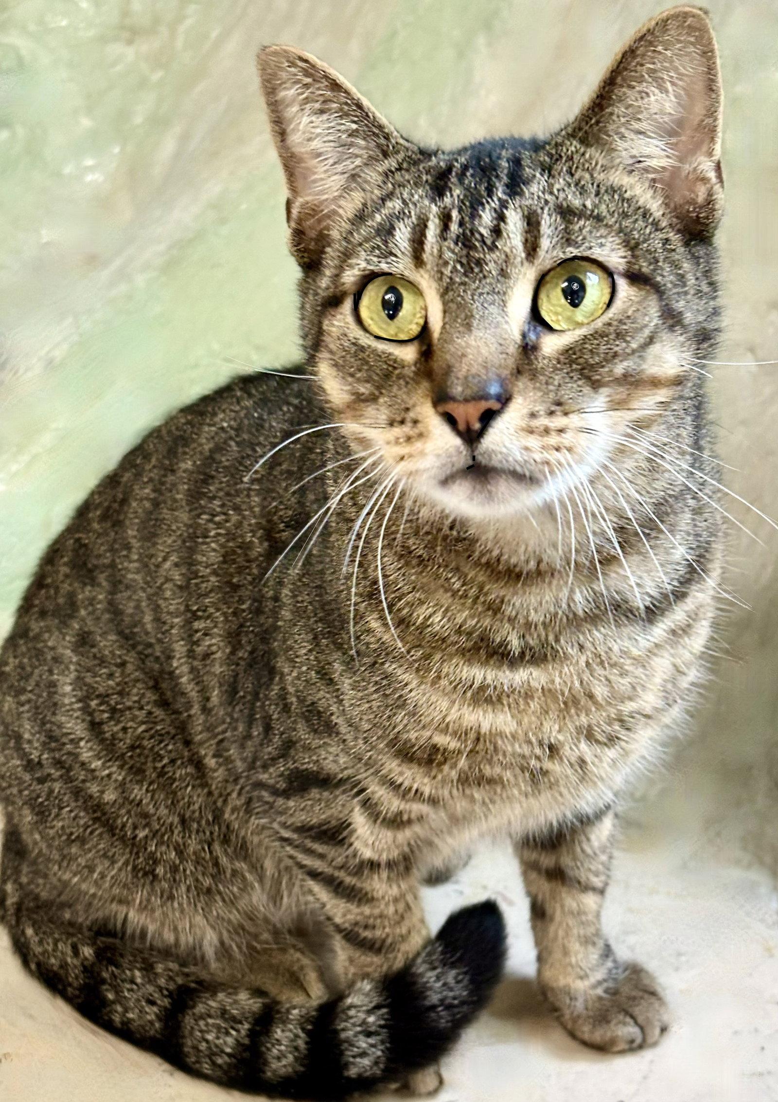 Antonio, Adoptable, Adult Male Tabby.