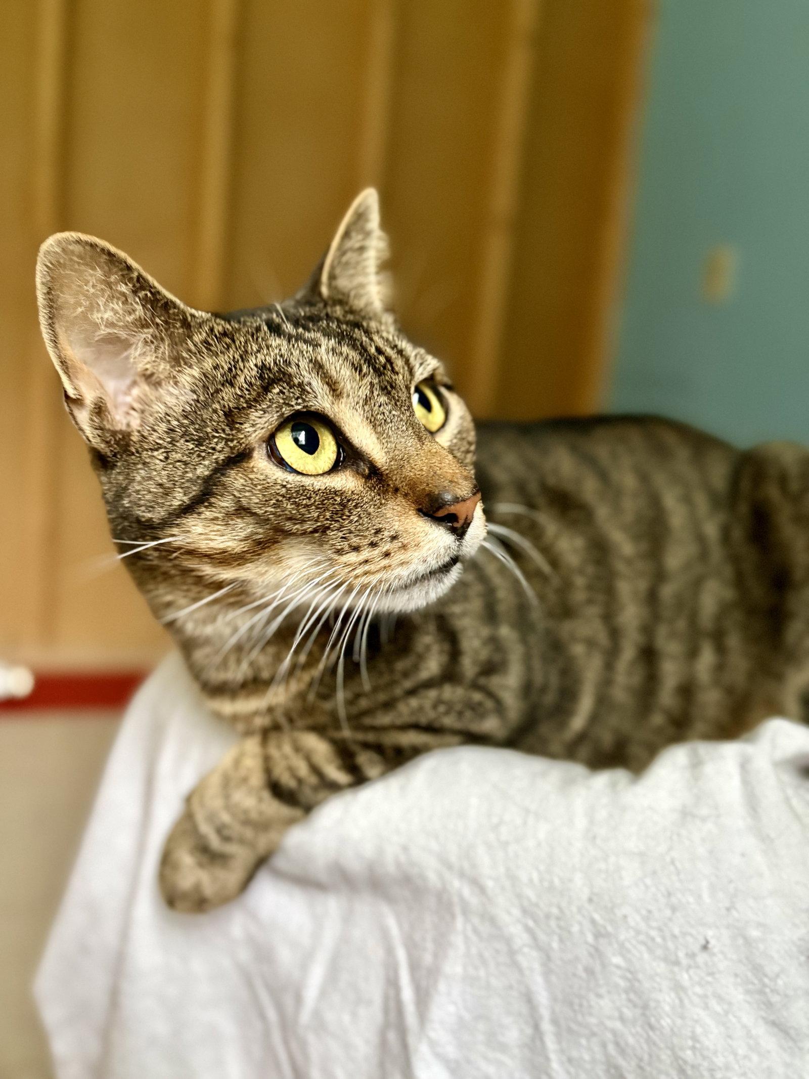 Antonio, a Adoptable Tabby in Flint Hill, VA image 2/3