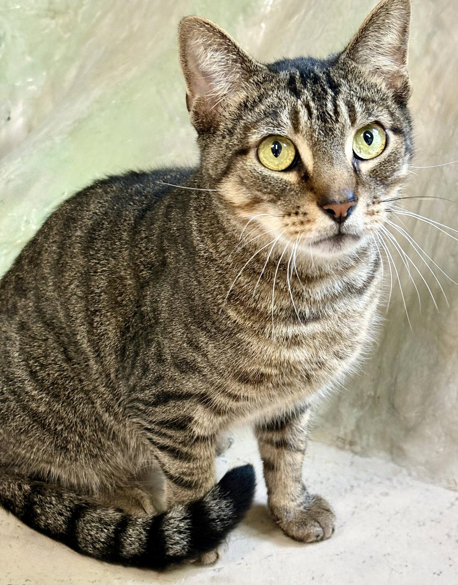 Antonio, a Adoptable Tabby in Flint Hill, VA image 2/3