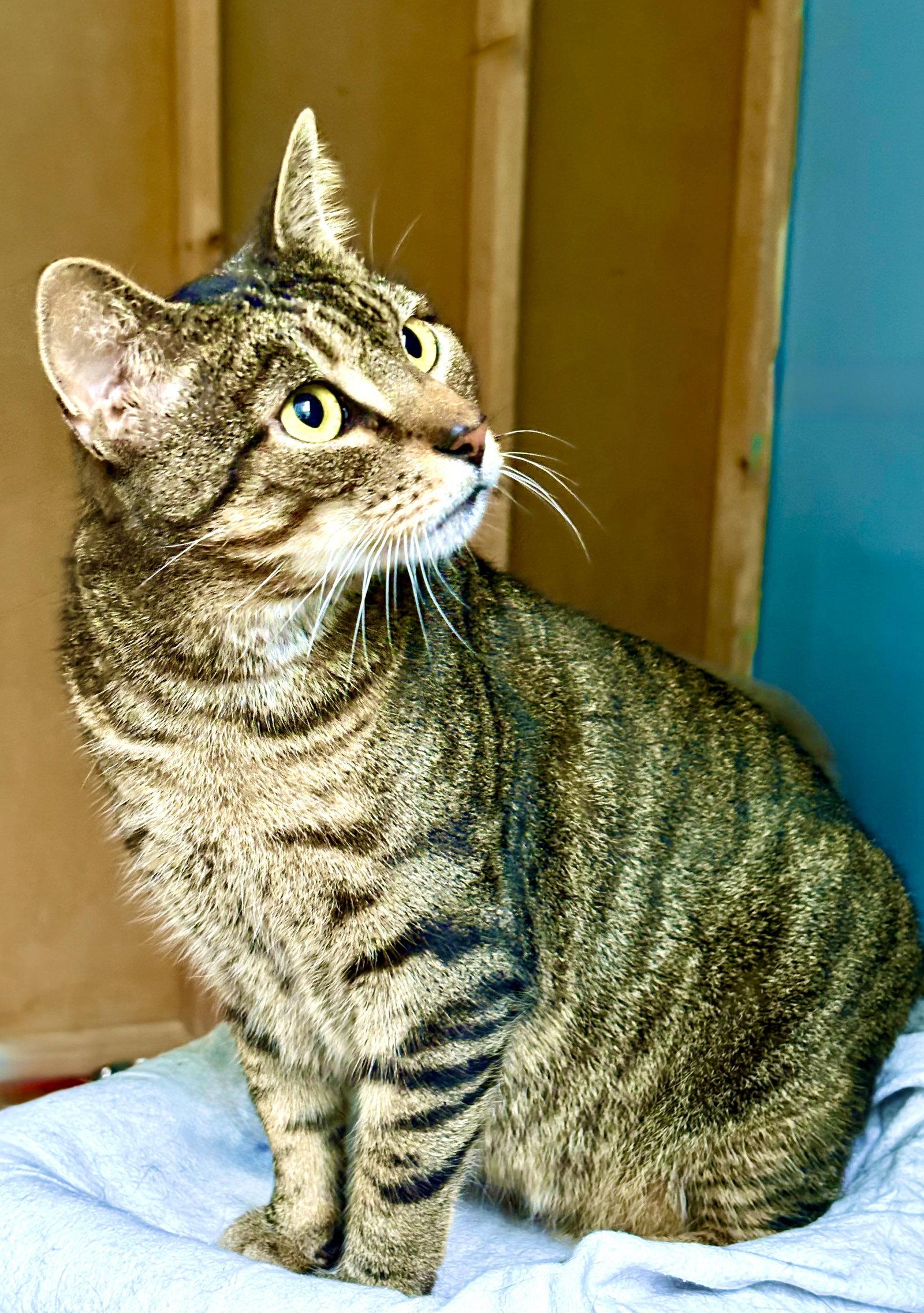 Antonio, a Adoptable Tabby in Flint Hill, VA image 3/3