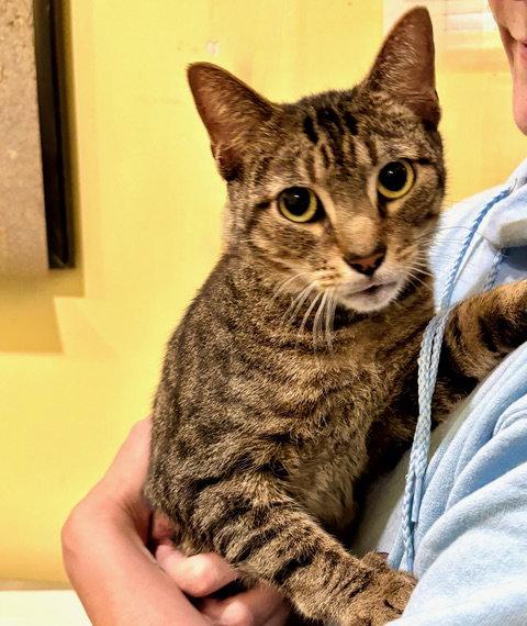 Antonio, a Adoptable Tabby in Flint Hill, VA image 3/3