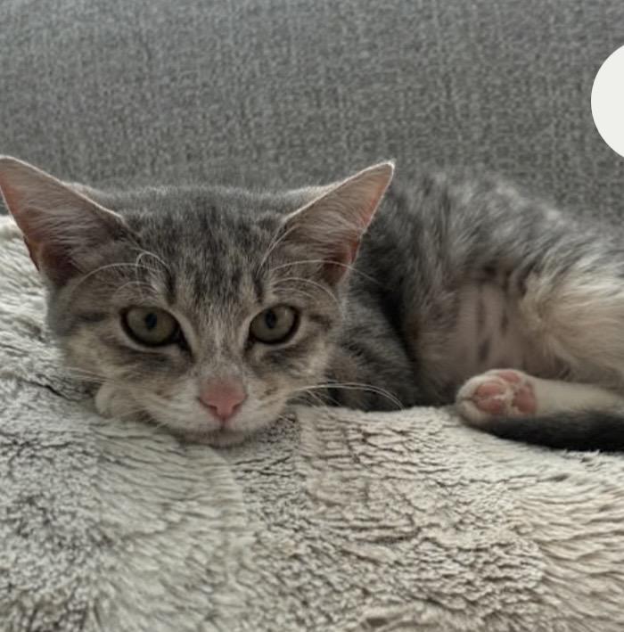 Enlarge Parker, a ADOPTABLE mixed breed in Parma, OH image 1/1