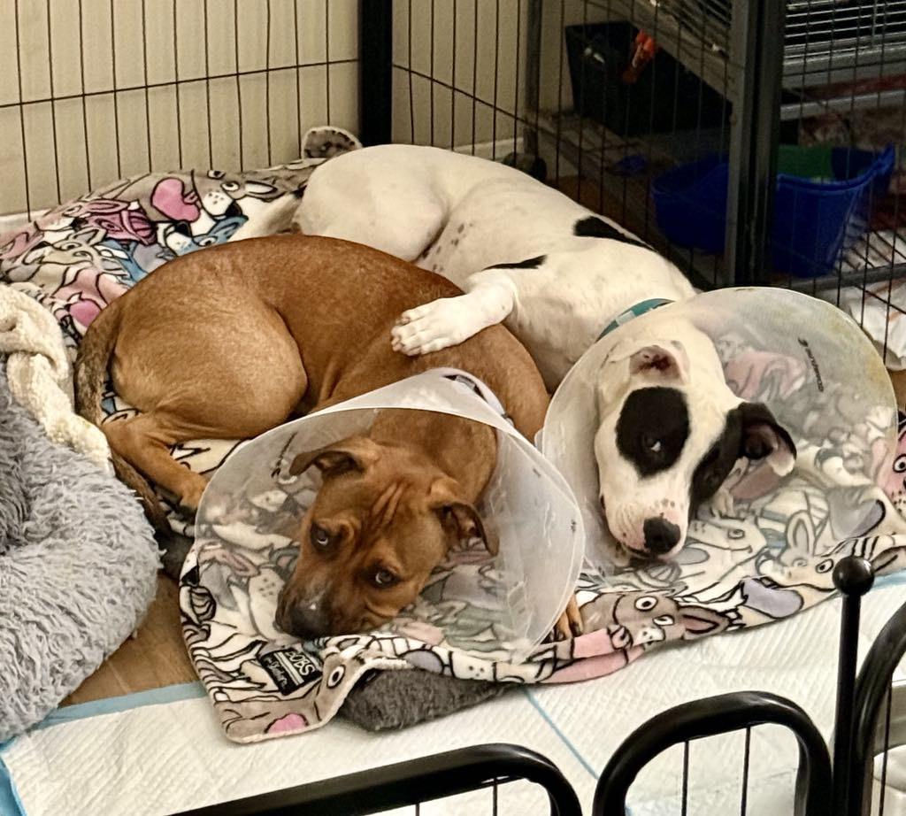 Holly & Ivy (Bonded Pair), Adoptable, Young Female American Bully.