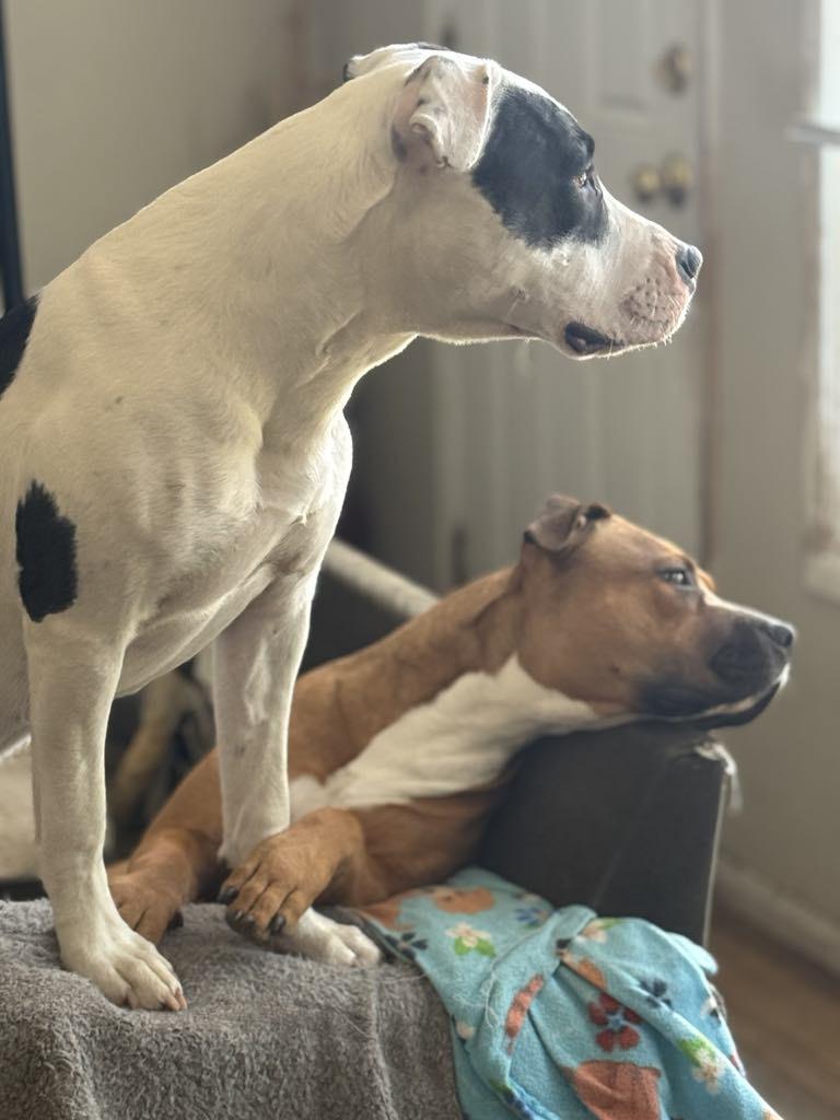 Enlarge Holly & Ivy (Bonded Pair), a Adoptable American Bully in Los Angeles, CA image 2/5