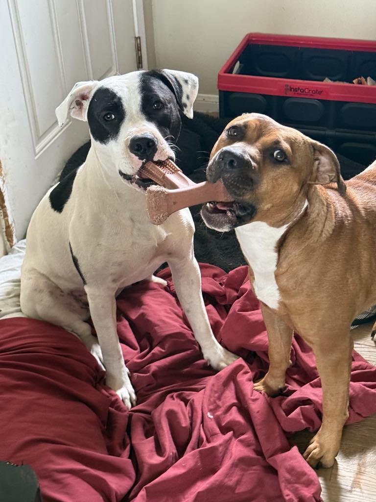 Enlarge Holly & Ivy (Bonded Pair), a Adoptable American Bully in Los Angeles, CA image 3/5