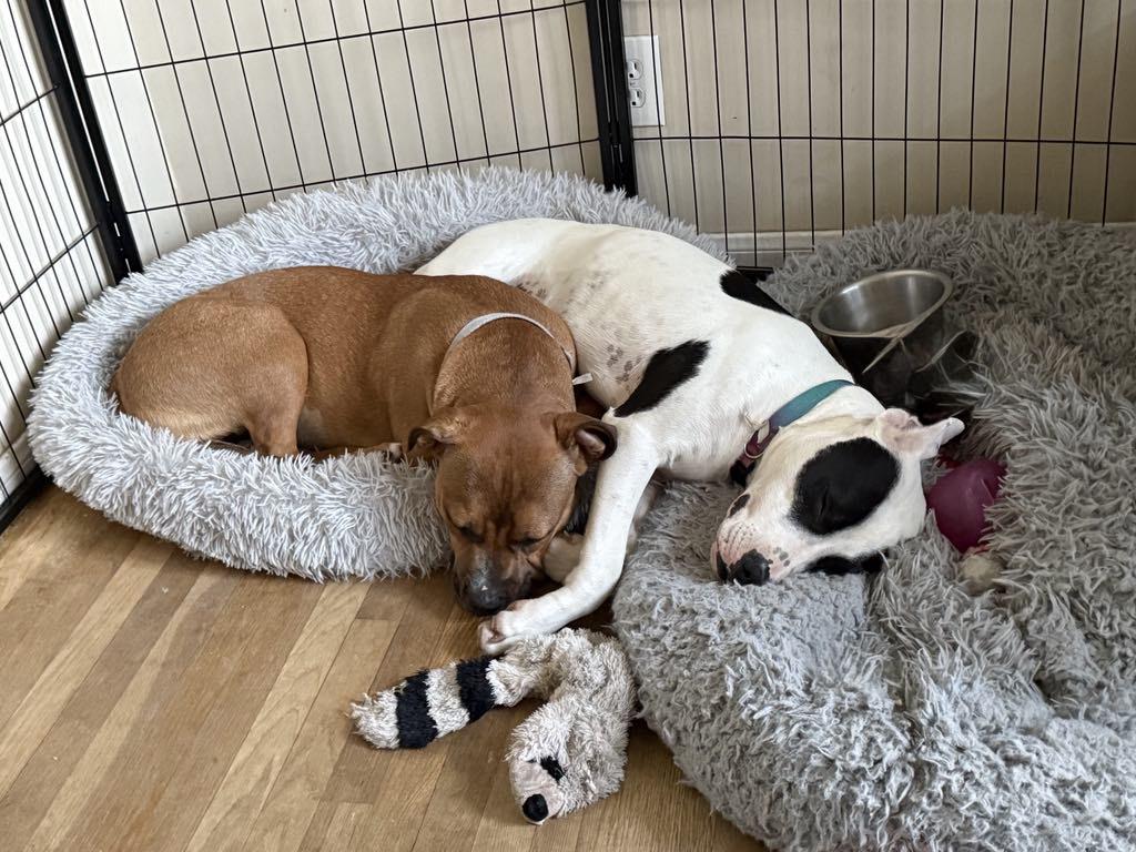 Enlarge Holly & Ivy (Bonded Pair), a Adoptable American Bully in Los Angeles, CA image 4/5