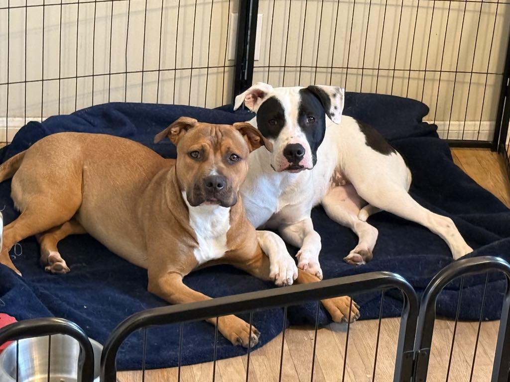 Enlarge Holly & Ivy (Bonded Pair), a Adoptable American Bully in Los Angeles, CA image 5/5
