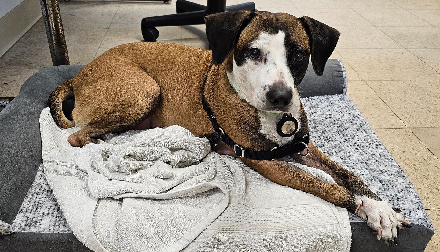 Enlarge Victoria, an adoptable mixed breed in Harrison, NY image 2/6