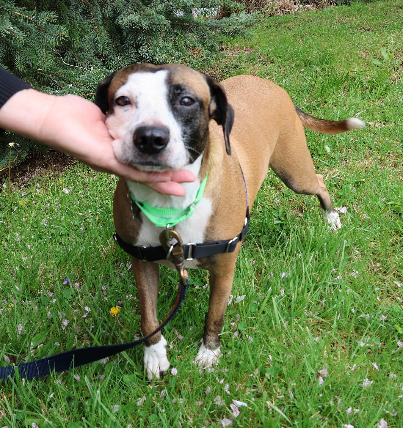 Enlarge Victoria, an adoptable mixed breed in Harrison, NY image 6/6