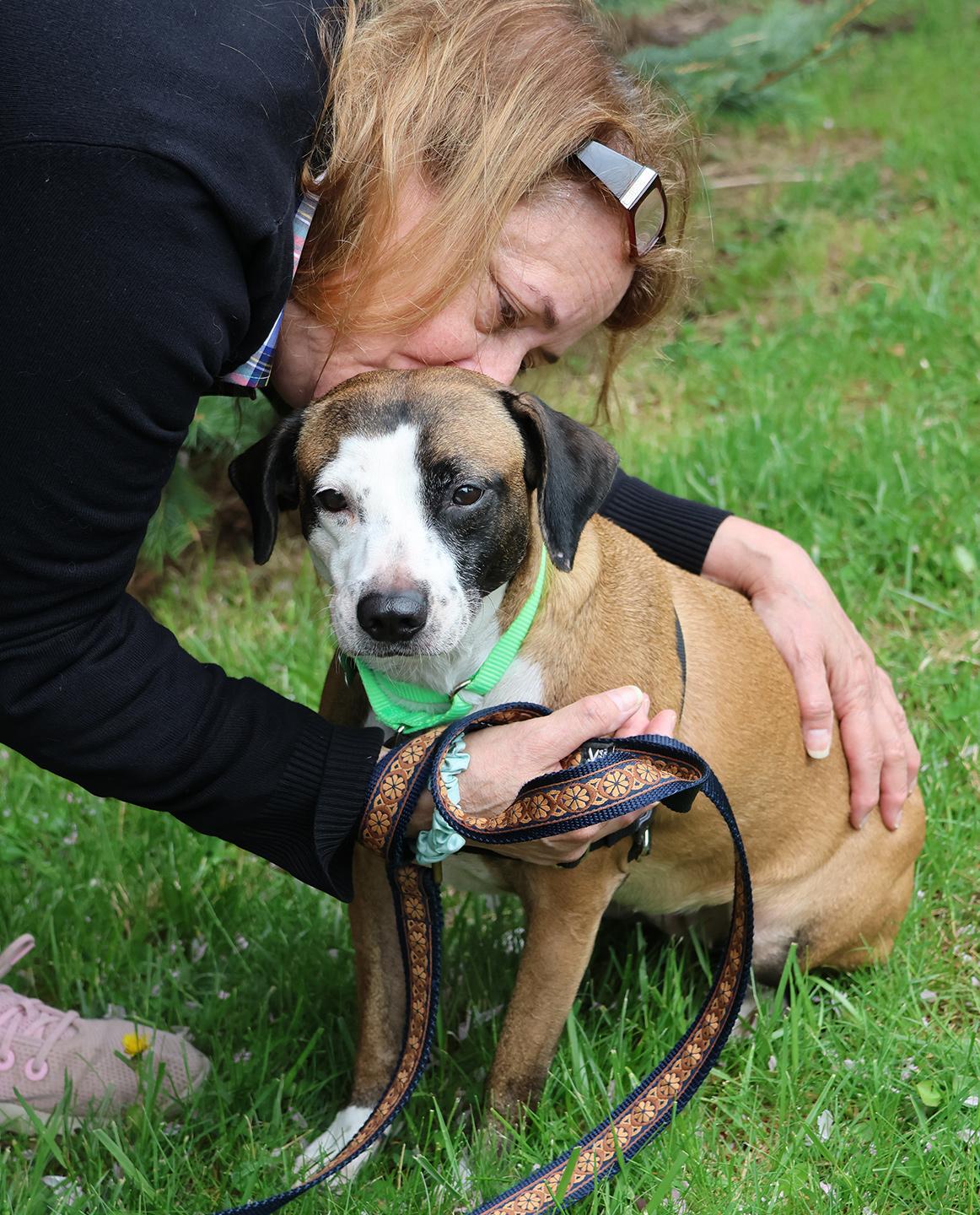 Enlarge Victoria, an adoptable mixed breed in Harrison, NY image 5/6
