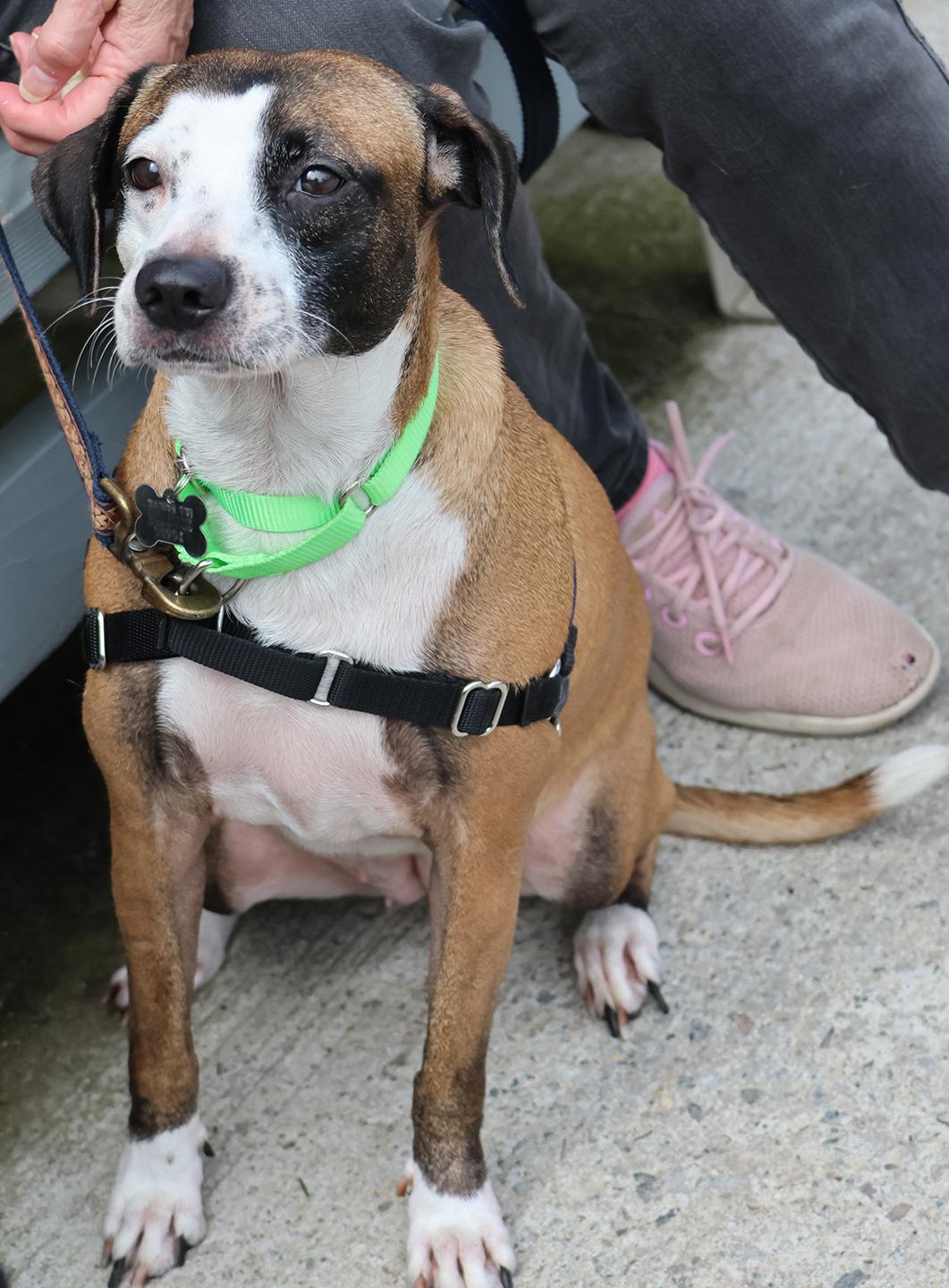 Enlarge Victoria, an adoptable mixed breed in Harrison, NY image 3/6